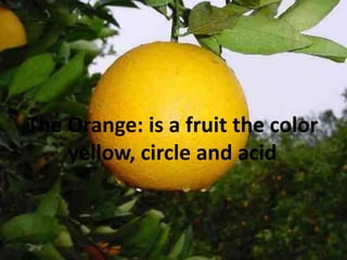 The Orange: is a fruitthe color yellow, circle and acid
