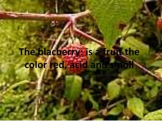 Theblacberry: is a fruitthe color red, acid and smoll