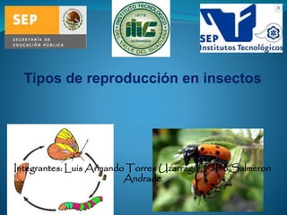 Tipos de reproducción en insectos
Integrantes: Luis Armando Torres Uzarraga , Pablo Salmeron
Andrade
 