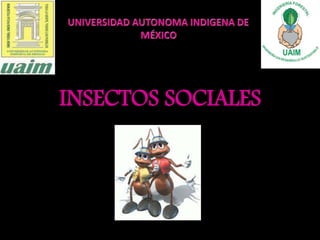 INSECTOS SOCIALES
 