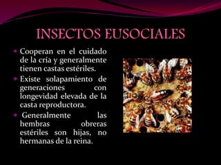 insectos sociales | PPTX