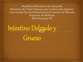 Intestino Delgado y
Grueso
 