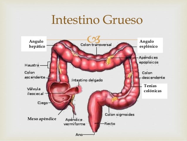 Intestino grueso y delgado en ingles