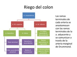 Riego del colon
                           A. mesentérica
                                                                 Las ramas
                                                                 terminales de
                                                                 cada arteria se
          A. M. superior                    A. M. inferior
                                                                 anastomosan
                                                                 con las ramas
                                                  A. Cólica      terminales de la
A. Ileocólica          A. Cólica                izquierda (C.
                                                descendente)     a. adyacente y
                                                                 se comunican a
                           Derecha (c.
                                                     Ramas       través de la
   Íleon terminal                               sigmoideas (c.
                           ascendente)                           arteria marginal
                                                   sigmoide)
                                                                 de Drummond.
                                              A. Hemorroidaria
 Colon ascendente           Media (C.
                                               superior (Recto
     proximal              transverso)
                                                  proximal)
 