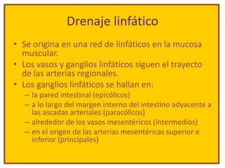 Drenaje linfático
• Se origina en una red de linfáticos en la mucosa
  muscular.
• Los vasos y ganglios linfáticos siguen el trayecto
  de las arterias regionales.
• Los ganglios linfáticos se hallan en:
   – la pared intestinal (epicólicos)
   – a lo largo del margen interno del intestino adyacente a
     las ascadas arteriales (paracólicos)
   – alrededor de los vasos mesentéricos (intermedios)
   – en el origen de las arterias mesentéricas superior e
     inferior (principales)
 