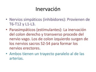 Inervación
• Nervios simpáticos (inhibidores): Provienen de
  T6-T12 y L1-L3.
• Parasimpáticos (estimulantes): La inervación
  del colon derecho y transverso procede del
  nervio vago. Los de colon izquierdo surgen de
  los nervios sacros S2-S4 para formar los
  nervios erectores.
• Ambos tienen un trayecto paralelo al de las
  arterias.
 