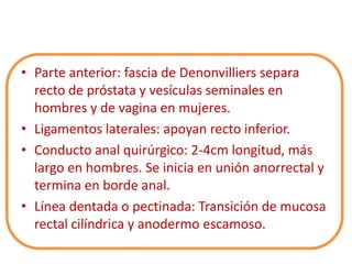 • Parte anterior: fascia de Denonvilliers separa
  recto de próstata y vesículas seminales en
  hombres y de vagina en mujeres.
• Ligamentos laterales: apoyan recto inferior.
• Conducto anal quirúrgico: 2-4cm longitud, más
  largo en hombres. Se inicia en unión anorrectal y
  termina en borde anal.
• Línea dentada o pectinada: Transición de mucosa
  rectal cilíndrica y anodermo escamoso.
 