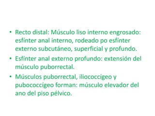 • Recto distal: Músculo liso interno engrosado:
  esfínter anal interno, rodeado po esfínter
  externo subcutáneo, superficial y profundo.
• Esfínter anal externo profundo: extensión del
  músculo puborrectal.
• Músculos puborrectal, iliococcígeo y
  pubococcígeo forman: músculo elevador del
  ano del piso pélvico.
 