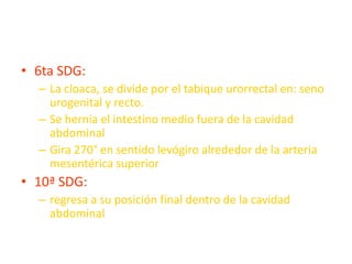 • 6ta SDG:
  – La cloaca, se divide por el tabique urorrectal en: seno
    urogenital y recto.
  – Se hernia el intestino medio fuera de la cavidad
    abdominal
  – Gira 270° en sentido levógiro alrededor de la arteria
    mesentérica superior
• 10ª SDG:
  – regresa a su posición final dentro de la cavidad
    abdominal
 