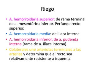 Riego
• A. hemorroidaria superior: de rama terminal
  de a. mesentérica inferior. Perfunde recto
  superior.
• A. hemorroidaria media: de iliaca interna
• A. hemorroidaria inferior, de a. pudenda
  interna (rama de a. ilíaca interna).
• Colaterales une arteriolas terminales a las
  arterias y determina que el recto sea
  relativamente resistente a isquemia.
 