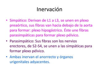 Inervación
• Simpático: Derivan de L1 a L3, se unen en plexo
  preaórtico, sus fibras van hacia debajo de la aorta
  para formar: plexo hipogástrico. Éste une fibras
  parasimpáticas para formar plexo pélvico.
• Parasimpático: Sus fibras son los nervios
  erectores, de S2-S4, se unen a las simpáticas para
  formar plexo pélvico.
• Ambas inervan el anorrecto y órganos
  urigenitales adyacentes.
 