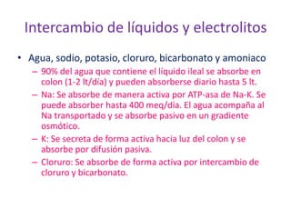 Intercambio de líquidos y electrolitos
• Agua, sodio, potasio, cloruro, bicarbonato y amoniaco
   – 90% del agua que contiene el líquido ileal se absorbe en
     colon (1-2 lt/día) y pueden absorberse diario hasta 5 lt.
   – Na: Se absorbe de manera activa por ATP-asa de Na-K. Se
     puede absorber hasta 400 meq/día. El agua acompaña al
     Na transportado y se absorbe pasivo en un gradiente
     osmótico.
   – K: Se secreta de forma activa hacia luz del colon y se
     absorbe por difusión pasiva.
   – Cloruro: Se absorbe de forma activa por intercambio de
     cloruro y bicarbonato.
 