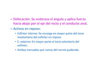 – Defecación: Se endereza el ángulo y aplica fuerza
  hacia abajo por el eje del recto y el conducto anal.
– Activos en reposo:
   • Esfínter interno: Se encarga en mayor parte del tono
     involuntario del esfínter en reposo
   • E. externo: En mayor parte el tono voluntario del
     esfínter.
   • Ambos inervados por ramas del nervio pudendo.
 
