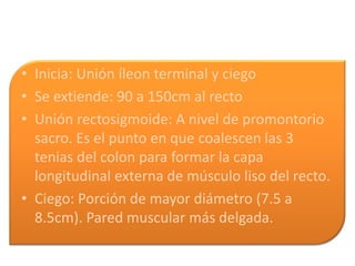 • Inicia: Unión íleon terminal y ciego
• Se extiende: 90 a 150cm al recto
• Unión rectosigmoide: A nivel de promontorio
  sacro. Es el punto en que coalescen las 3
  tenias del colon para formar la capa
  longitudinal externa de músculo liso del recto.
• Ciego: Porción de mayor diámetro (7.5 a
  8.5cm). Pared muscular más delgada.
 