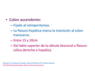 • Colon ascendente:
          – Fijado al retroperitoneo.
          – La flexura hepática marca la transición al colon
            transverso.
          – Entre 15 y 20cm
          – Del labio superior de la válvula ileocecal a flexura
            cólica derecha o hepática


Schwartz. Principios de Cirugía. Editorial McGraw Hill. Octava edición.
NETTER Gastroenterología. Editorial Elsevier Saunders.
 