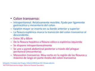 • Colon transverso:
          – Intraperitoneal: Relativamente movible, fijado por ligamento
            gastrocólico y mesenterio del colon.
          – Epiplón mayor se inserta en su borde anterior y superior
          – La flexura esplénica marca la transición del colon transverso al
            descendente.
          – Entre 30 y 60cm
          – De la flexura hepática a flexura cólica o esplénica izquierda
          – Se dispone intraperitonealmente
          – Se une a pared abdominal posterior a través del pliegue
            peritoneal (mesenterio)
          – Mesocolon transverso: Muy corto en la región de las flexuras y
            máximo de largo en parte media del colon transverso
Schwartz. Principios de Cirugía. Editorial McGraw Hill. Octava edición.
NETTER Gastroenterología. Editorial Elsevier Saunders.
 