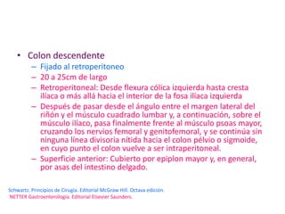 • Colon descendente
          – Fijado al retroperitoneo
          – 20 a 25cm de largo
          – Retroperitoneal: Desde flexura cólica izquierda hasta cresta
            ilíaca o más allá hacia el interior de la fosa ilíaca izquierda
          – Después de pasar desde el ángulo entre el margen lateral del
            riñón y el músculo cuadrado lumbar y, a continuación, sobre el
            músculo ilíaco, pasa finalmente frente al músculo psoas mayor,
            cruzando los nervios femoral y genitofemoral, y se continúa sin
            ninguna línea divisoria nítida hacia el colon pélvio o sigmoide,
            en cuyo punto el colon vuelve a ser intraperitoneal.
          – Superficie anterior: Cubierto por epiplon mayor y, en general,
            por asas del intestino delgado.

Schwartz. Principios de Cirugía. Editorial McGraw Hill. Octava edición.
NETTER Gastroenterología. Editorial Elsevier Saunders.
 