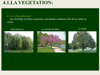  Les arbres pleureurs :
leur feuillage retombe en parasol, sont plantés isolément afin de les mètre en
valeur
Saule pleureur Le cerisier du japon Le tilleul
4.1.LA VEGETATION:
 