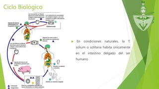 Ciclo Biológico
 En condiciones naturales, la T.
solium o solitaria habita únicamente
en el intestino delgado del ser
humano.
 