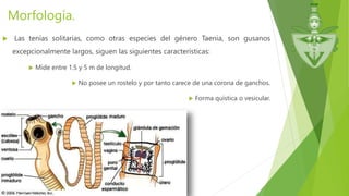 Morfología.
 Las tenías solitarias, como otras especies del género Taenia, son gusanos
excepcionalmente largos, siguen las siguientes características:
 Mide entre 1.5 y 5 m de longitud.
 No posee un rostelo y por tanto carece de una corona de ganchos.
 Forma quística o vesicular.
 
