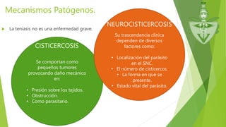 Mecanismos Patógenos.
 La teniasis no es una enfermedad grave.
Se comportan como
pequeños tumores
provocando daño mecánico
en:
• Presión sobre los tejidos.
• Obstrucción.
• Como parasitario.
Su trascendencia clínica
dependen de diversos
factores como:
• Localización del parásito
en el SNC.
• El número de cisticercos.
• La forma en que se
presente.
• Estado vital del parásito.
CISTICERCOSIS
NEUROCISTICERCOSIS
 
