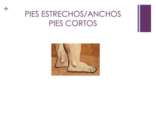 +
    PIES ESTRECHOS/ANCHOS
           PIES CORTOS
 