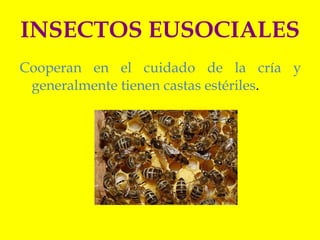 el vuelo de los insectos | PPT