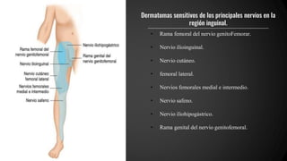 Dermatomas sensitivos de los principales nervios en la
región inguinal.
• Rama femoral del nervio genitoFemorar.
• Nervio ilioinguinal.
• Nervio cutáneo.
• femoral lateral.
• Nervios femorales medial e intermedio.
• Nervio safeno.
• Nervio iliohipogástrico.
• Rama genital del nervio genitofemoral.
 