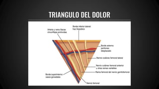 TRIANGULO DEL DOLOR
 