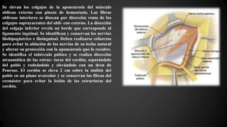 Se elevan los colgajos de la aponeurosis del músculo
oblicuo externo con pinzas de hemostasia. Las fibras
oblicuas interiores se disecan por disección roma de los
colgajos suprayacentes del obli- cuo externo. La disección
del colgajo inferior revela un borde que corresponde al
ligamento inguinal. Se identifican y conservan los nervios
iliohipogástrico e ilioinguinal. Deben realizarse esfuerzos
para evitar la ablación de los nervios de su lecho natural
y alterar su protección con la aponeurosis que lo recubre.
Se identifica el tubérculo púbico y se realiza disección
atraumática de las estruc- turas del cordón, separándolo
del pubis y rodeándolo y elevándolo con un dren de
Penrose. El cordón se eleva 2 cm sobre la sínfisis del
pubis en un plano avascular y se conservan las fibras del
cremáster para evitar la lesión de las estructuras del
cordón.
 