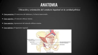 ANATOMIA
Ubicación y orientación del conducto inguinal en la cavidad pélvica:
● Cara posterior: El transverso del abdomen y la fascia transversalis .
● Cara superior: El músculo oblicuo interno .
● Cara anterior: Aponeurosis del músculo oblicuo externo .
● Cara inferior: El ligamento inguinal.
 