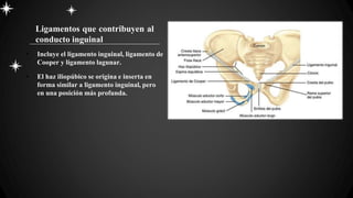 Ligamentos que contribuyen al
conducto inguinal
• Incluye el ligamento inguinal, ligamento de
Cooper y ligamento lagunar.
• El haz iliopúbico se origina e inserta en
forma similar a ligamento inguinal, pero
en una posición más profunda.
 