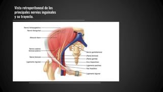 Vista retroperitoneal de los
principales nervios inguinales
y su trayecto.
 