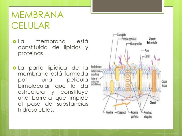 Pared Celular Membrana Y Citoplasma