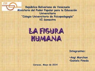 Integrantes:
•Angi Marchan
•Daniela Pineda
Caracas, Mayo de 2014
LA FIGURALA FIGURA
HUMANAHUMANA
 