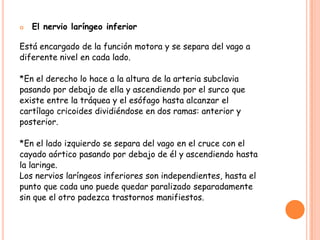    El nervio laríngeo inferior

Está encargado de la función motora y se separa del vago a
diferente nivel en cada lado.

*En el derecho lo hace a la altura de la arteria subclavia
pasando por debajo de ella y ascendiendo por el surco que
existe entre la tráquea y el esófago hasta alcanzar el
cartílago cricoides dividiéndose en dos ramas: anterior y
posterior.

*En el lado izquierdo se separa del vago en el cruce con el
cayado aórtico pasando por debajo de él y ascendiendo hasta
la laringe.
Los nervios laríngeos inferiores son independientes, hasta el
punto que cada uno puede quedar paralizado separadamente
sin que el otro padezca trastornos manifiestos.
 