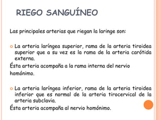 RIEGO SANGUÍNEO

Las principales arterias que riegan la laringe son:

 La arteria laríngea superior, rama de la arteria tiroidea
  superior que a su vez es la rama de la arteria carótida
  externa.
Ésta arteria acompaña a la rama interna del nervio
homónimo.

 La arteria laríngea inferior, rama de la arteria tiroidea
  inferior que es normal de la arteria tirocervical de la
  arteria subclavia.
Ésta arteria acompaña al nervio homónimo.
 