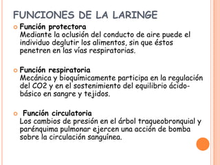 FUNCIONES DE LA LARINGE
   Función protectora
    Mediante la oclusión del conducto de aire puede el
    individuo deglutir los alimentos, sin que éstos
    penetren en las vías respiratorias.

   Función respiratoria
    Mecánica y bioquímicamente participa en la regulación
    del CO2 y en el sostenimiento del equilibrio ácido-
    básico en sangre y tejidos.

    Función circulatoria
    Los cambios de presión en el árbol traqueobronquial y
    parénquima pulmonar ejercen una acción de bomba
    sobre la circulación sanguínea.
 