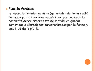    Función fonética
     El aparato fonador genuino (generador de tonos) está
    formado por las cuerdas vocales que por causa de la
    corriente aérea procedente de la tráquea quedan
    sometidas a vibraciones caracterizadas por la forma y
    amplitud de la glotis.
 