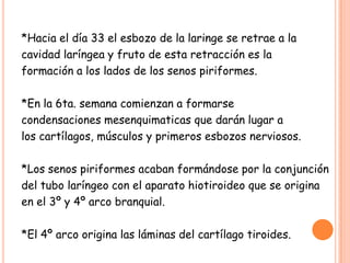 *Hacia el día 33 el esbozo de la laringe se retrae a la
cavidad laríngea y fruto de esta retracción es la
formación a los lados de los senos piriformes.

*En la 6ta. semana comienzan a formarse
condensaciones mesenquimaticas que darán lugar a
los cartílagos, músculos y primeros esbozos nerviosos.

*Los senos piriformes acaban formándose por la conjunción
del tubo laríngeo con el aparato hiotiroideo que se origina
en el 3º y 4º arco branquial.

*El 4º arco origina las láminas del cartílago tiroides.
 