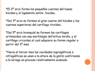 *El 2º arco forma los pequeños cuernos del hueso
hioides y el ligamento estilo- hioideo.

*Del 3º arco se forman el gran cuerno del hioides y los
cuernos superiores del cartílago tiroides.

*Del 5º arco branquial se forman los cartílagos
aritenoides con una morfología definitiva tardía, y el
cartílago cricoides el cual adquiere su forma regular a
partir del 3º mes.

*Hacia el tercer mes las cavidades supraglóticas e
infraglóticas se unen a la altura de la glotis confiriendo
a la laringe un proceso relativamente acabado.
 