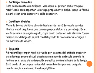    Cartílago cricoides
Está sobrepuesto a la tráquea, vale decir el primer anillo traqueal
modificado para soportar la laringe propiamente dicha. Tiene la forma
de anillo con arco anterior y sello posterior.


   Cartílago tiroides
Tiene la forma de libro abierto hacia atrás, está formado por dos
láminas cuadrangulares que convergen por delante y por abajo. En el
varón se unen en ángulo agudo, cuyo punto anterior más elevado forma
relieve por debajo de la piel constituyendo la prominencia laríngea o
“la manzana de Adán".


   Epiglotis
Fibrocartílago impar medio situado por delante del orificio superior
de la laringe sobre el cual desciende a modo de opérculo cuando la
laringe en el acto de la deglución se aplica contra la base de la lengua.
Está unida al borde posterior del hueso hioides por una delgada
membrana, la membrana hioido-epiglótica.
 