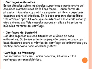 • Cartílagos aritenoides
Están situados sobre los ángulos superiores o parte ancha del
cricoides a ambos lados de la línea media. Tienen forma de
pirámide triangular cuyo vértice superior es libre y cuya base
descansa sobre el cricoides. En la base presenta dos apófisis.
Una anterior apófisis vocal que da inserción a la cuerda vocal y
otra externa apófisis muscular porque en ella se insertan los
músculos motores del cartílago.

• Cartílagos de Santorini
Son dos pequeños núcleos situados en el ápice de cada
aritenoides. Su forma es la de un pequeño cuerno o cono cuya
base descansa sobre el vértice del cartílago del aritenoides y su
vértice encorvado hacia adelante y atrás.

•Cartílago de Wrisberg
Son inconstantes y sin función conocida, situados en los
repliegues aritenoepiglóticos.
 
