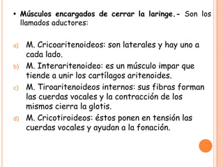 • Músculos encargados de cerrar la laringe.- Son los
  llamados aductores:

a)   M. Cricoaritenoideos: son laterales y hay uno a
     cada lado.
b)   M. Interaritenoideo: es un músculo impar que
     tiende a unir los cartílagos aritenoides.
c)   M. Tiroaritenoideos internos: sus fibras forman
     las cuerdas vocales y la contracción de los
     mismos cierra la glotis.
d)   M. Cricotiroideos: éstos ponen en tensión las
     cuerdas vocales y ayudan a la fonación.
 