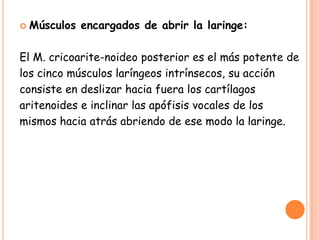    Músculos encargados de abrir la laringe:

El M. cricoarite-noideo posterior es el más potente de
los cinco músculos laríngeos intrínsecos, su acción
consiste en deslizar hacia fuera los cartílagos
aritenoides e inclinar las apófisis vocales de los
mismos hacia atrás abriendo de ese modo la laringe.
 