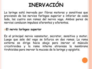 INERVACIÓN
La laringe está inervada por fibras motoras y sensitivas que
provienen de los nervios faríngeo superior e inferior de cada
lado, los cuatro son ramas del nervio vago. Ambos pares de
nervios conducen impulsos aferentes y eferentes.

El   nervio laríngeo superior

Es el principal nervio vasomotor, secretor, sensitivo y motor.
Luego que sale del vago se bifurca en dos ramas. La rama
externa se dirige hacia abajo para inervar el músculo
cricotiroideo y la rama interna atraviesa la membrana
tirohioidea para inervar la mucosa de la laringe y epiglotis.
 