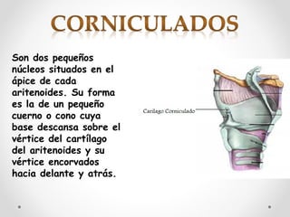 Son dos pequeños
núcleos situados en el
ápice de cada
aritenoides. Su forma
es la de un pequeño
cuerno o cono cuya
base descansa sobre el
vértice del cartílago
del aritenoides y su
vértice encorvados
hacia delante y atrás.
 