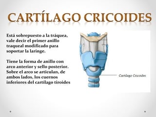 Está sobrepuesto a la tráquea,
vale decir el primer anillo
traqueal modificado para
soportar la laringe.
Tiene la forma de anillo con
arco anterior y sello posterior.
Sobre el arco se articulan, de
ambos lados, los cuernos
inferiores del cartílago tiroides
 