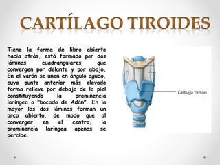 Tiene la forma de libro abierto
hacia atrás, está formado por dos
láminas cuadrangulares que
convergen por delante y por abajo.
En el varón se unen en ángulo agudo,
cuyo punto anterior más elevado
forma relieve por debajo de la piel
constituyendo la prominencia
laríngea o "bocado de Adán". En la
mayor las dos láminas forman un
arco abierto, de modo que al
converger en el centro, la
prominencia laríngea apenas se
percibe.
 