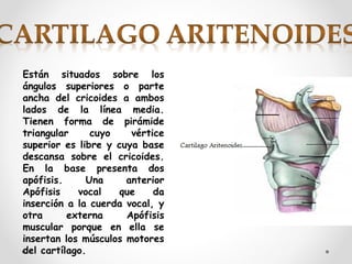 Están situados sobre los
ángulos superiores o parte
ancha del cricoides a ambos
lados de la línea media.
Tienen forma de pirámide
triangular cuyo vértice
superior es libre y cuya base
descansa sobre el cricoides.
En la base presenta dos
apófisis. Una anterior
Apófisis vocal que da
inserción a la cuerda vocal, y
otra externa Apófisis
muscular porque en ella se
insertan los músculos motores
del cartílago.
 